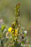 Moonwort (Botrychium lunaria)