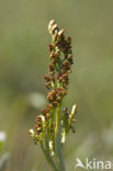 Moonwort (Botrychium lunaria)