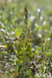 Moonwort (Botrychium lunaria)