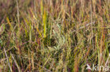 Stalked Orache (Atriplex pedunculata)