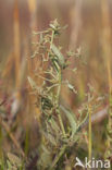 Stalked Orache (Atriplex pedunculata)