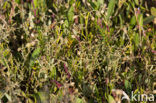 Stalked Orache (Atriplex pedunculata)