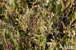 Stalked Orache (Atriplex pedunculata)