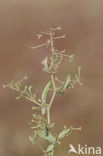 Stalked Orache (Atriplex pedunculata)