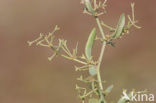 Stalked Orache (Atriplex pedunculata)