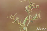 Stalked Orache (Atriplex pedunculata)