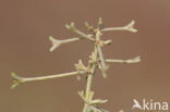 Stalked Orache (Atriplex pedunculata)