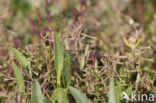 Stalked Orache (Atriplex pedunculata)