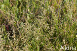 Stalked Orache (Atriplex pedunculata)