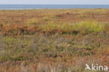 Stalked Orache (Atriplex pedunculata)