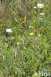 Gewone agrimonie (Agrimonia eupatoria) 