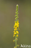 Gewone agrimonie (Agrimonia eupatoria) 