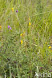 Gewone agrimonie (Agrimonia eupatoria) 