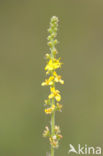 Gewone agrimonie (Agrimonia eupatoria) 