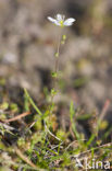 Gewone zandmuur (Arenaria serpyllifolia)