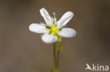 Gewone zandmuur (Arenaria serpyllifolia)