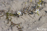 Gewone zandmuur (Arenaria serpyllifolia)