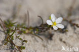 Gewone zandmuur (Arenaria serpyllifolia)