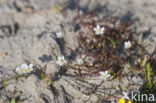 Gewone zandmuur (Arenaria serpyllifolia)