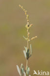 Gewone zoutmelde (Atriplex portulacoides)