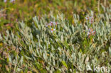 Sea Purslane (Atriplex portulacoides)