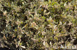 Sea Purslane (Atriplex portulacoides)