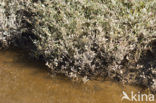 Gewone zoutmelde (Atriplex portulacoides)