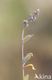 Sea Purslane (Atriplex portulacoides)