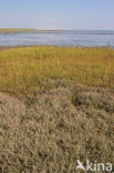 Sea Purslane (Atriplex portulacoides)