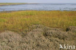 Sea Purslane (Atriplex portulacoides)