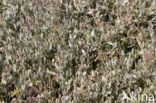 Sea Purslane (Atriplex portulacoides)