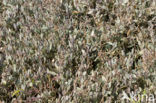 Sea Purslane (Atriplex portulacoides)