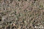 Sea Purslane (Atriplex portulacoides)