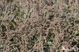 Gewone zoutmelde (Atriplex portulacoides)