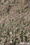 Gewone zoutmelde (Atriplex portulacoides)