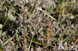 Sea Purslane (Atriplex portulacoides)