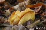 Hare’s ear (Otidea onotica)
