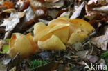 Hare’s ear (Otidea onotica)