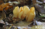 Hare’s ear (Otidea onotica)