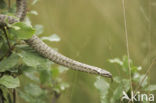 Gladde slang (Coronella austriaca) 