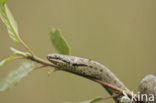 Smooth Snake (Coronella austriaca)