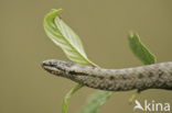 Gladde slang (Coronella austriaca) 