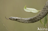 Gladde slang (Coronella austriaca) 