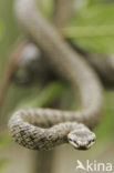 Smooth Snake (Coronella austriaca)