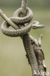 Smooth Snake (Coronella austriaca)