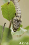 Smooth Snake (Coronella austriaca)