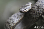 Smooth Snake (Coronella austriaca)