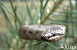 Smooth Snake (Coronella austriaca)