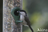 Marsh Tit (Parus palustris)