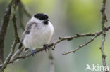 Glanskop (Parus palustris)